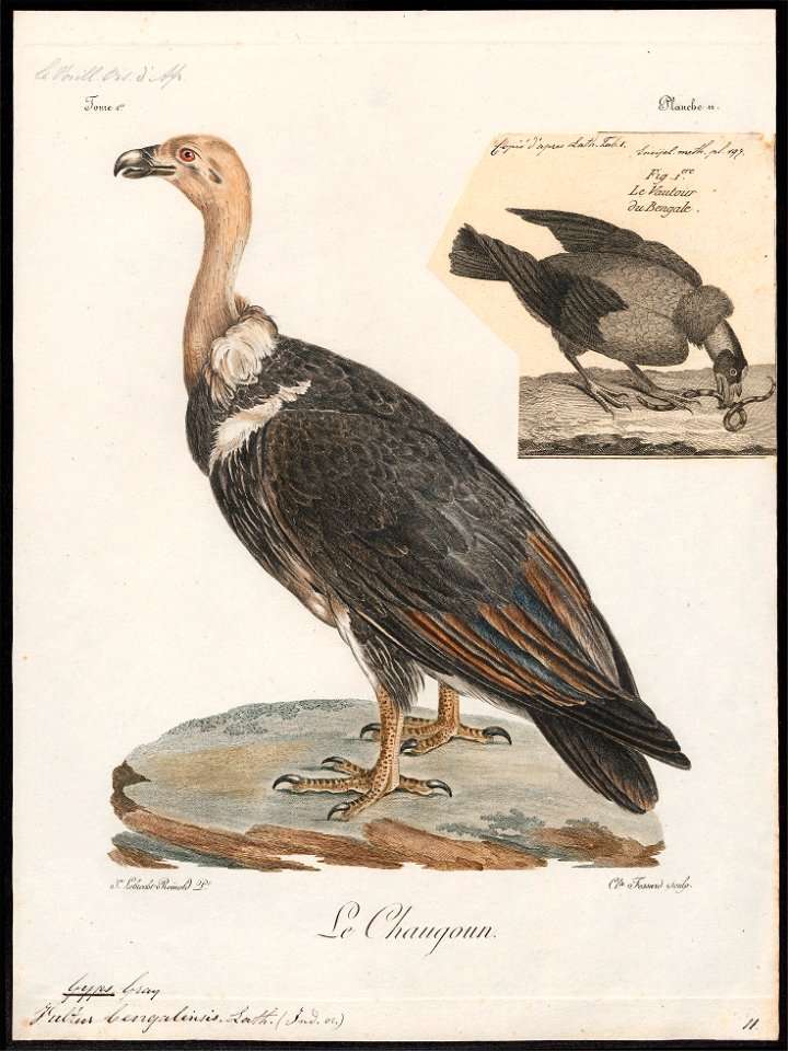 Gyps bengalensis - 1796-1808 - Print - Iconographia Zoologica - Special Collections University of Amsterdam - UBA01 IZ18100083