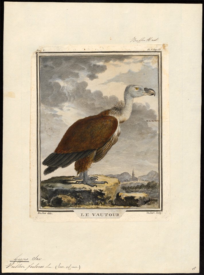 Gyps fulvus - 1700-1880 - Print - Iconographia Zoologica - Special Collections University of Amsterdam - UBA01 IZ18100065