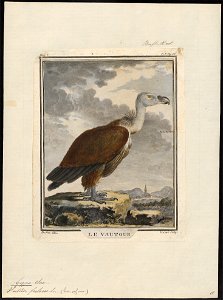 Gyps fulvus - 1700-1880 - Print - Iconographia Zoologica - Special Collections University of Amsterdam - UBA01 IZ18100065