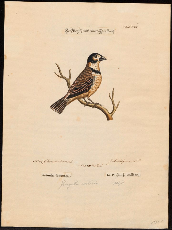 Gyrinorhynchus collarius - 1700-1880 - Print - Iconographia Zoologica - Special Collections University of Amsterdam - UBA01 IZ16000177