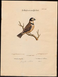 Gyrinorhynchus collarius - 1700-1880 - Print - Iconographia Zoologica - Special Collections University of Amsterdam - UBA01 IZ16000177