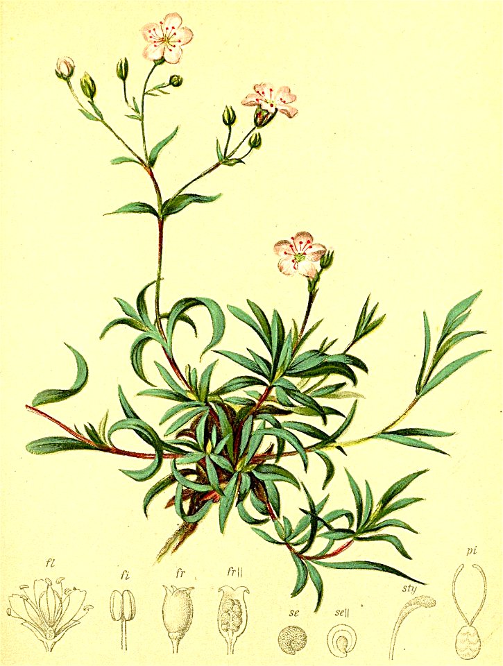 Gypsophila repens Atlas Alpenflora