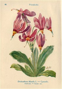 Gyroselle-J.Eudes-46