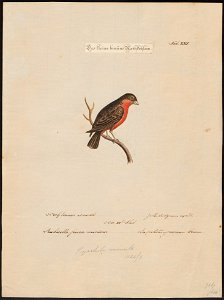 Gyrinorhynchus minutus - 1700-1880 - Print - Iconographia Zoologica - Special Collections University of Amsterdam - UBA01 IZ16000161