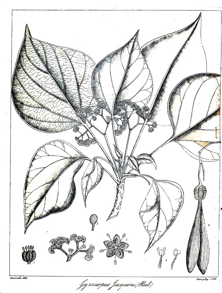 Gyrocarpus jacquini Govindoo
