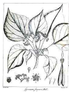 Gyrocarpus jacquini Govindoo