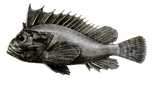 Gymnapistes niger Ford 37