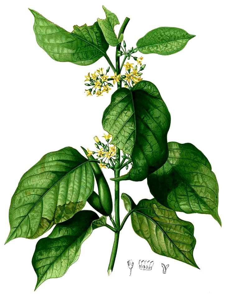 Gymnema inodorum Blanco2.402-cropped