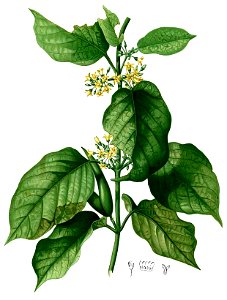 Gymnema inodorum Blanco2.402-cropped