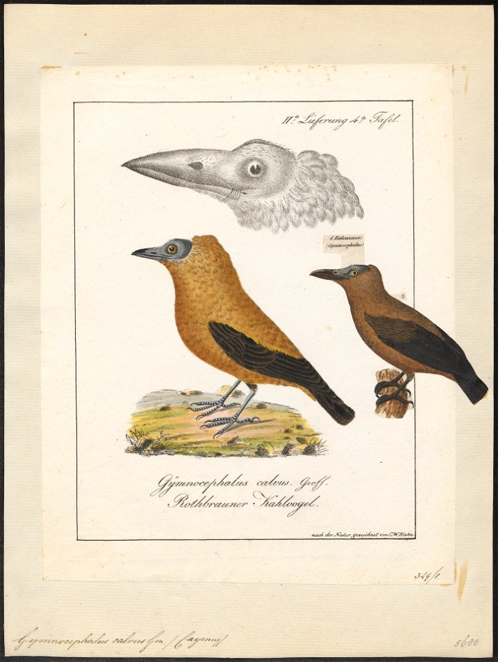 Gymnocephalus calvus - 1700-1880 - Print - Iconographia Zoologica - Special Collections University of Amsterdam - UBA01 IZ16600141
