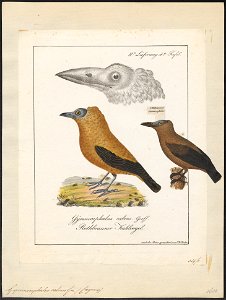 Gymnocephalus calvus - 1700-1880 - Print - Iconographia Zoologica - Special Collections University of Amsterdam - UBA01 IZ16600141