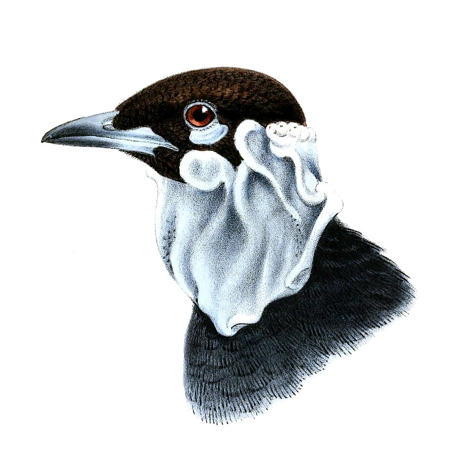 GymnoderusFoetidusKeulemans