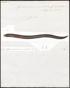 Gymnomuraena marmorata - 1864 - Print - Iconographia Zoologica - Special Collections University of Amsterdam - UBA01 IZ15300192
