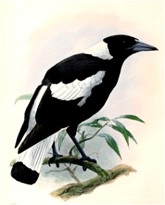 Gymnorhina tibicen 1876