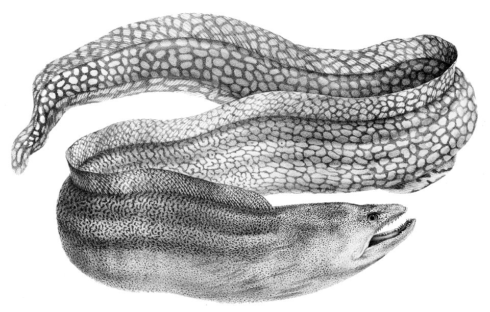 Gymnothorax nudivomer 1866