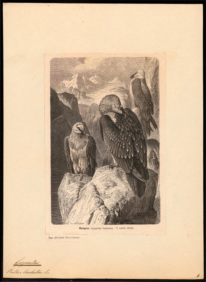 Gypaëtus barbatus - 1700-1880 - Print - Iconographia Zoologica - Special Collections University of Amsterdam - UBA01 IZ18100005
