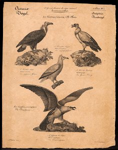 Gypaëtus barbatus - 1700-1880 - Print - Iconographia Zoologica - Special Collections University of Amsterdam - UBA01 IZ18100089