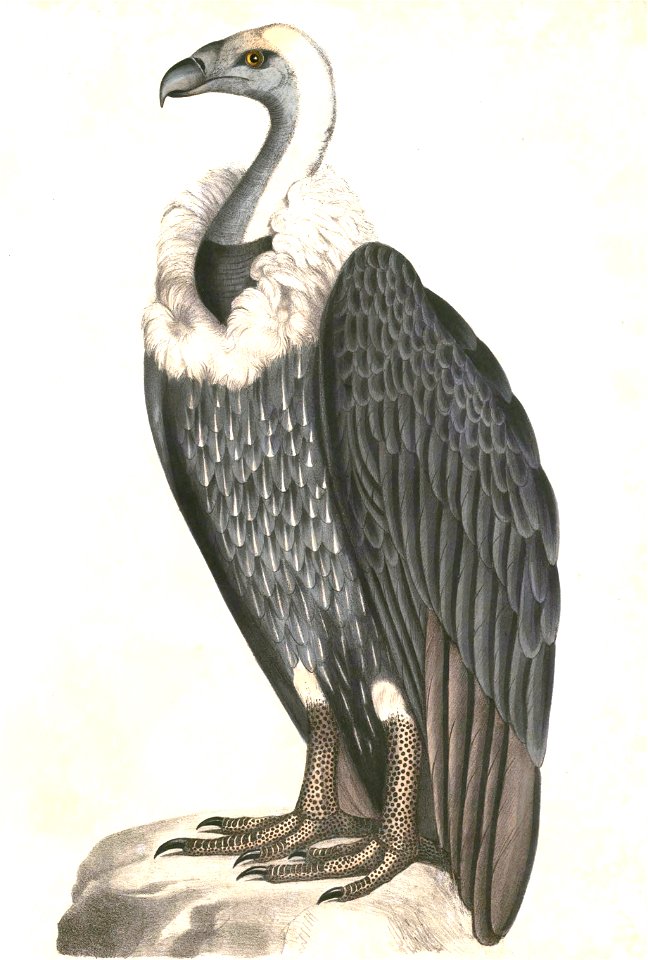 Gyps bengalensis 1 Hardwicke