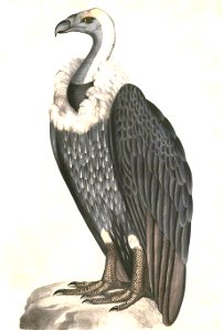 Gyps bengalensis 1 Hardwicke