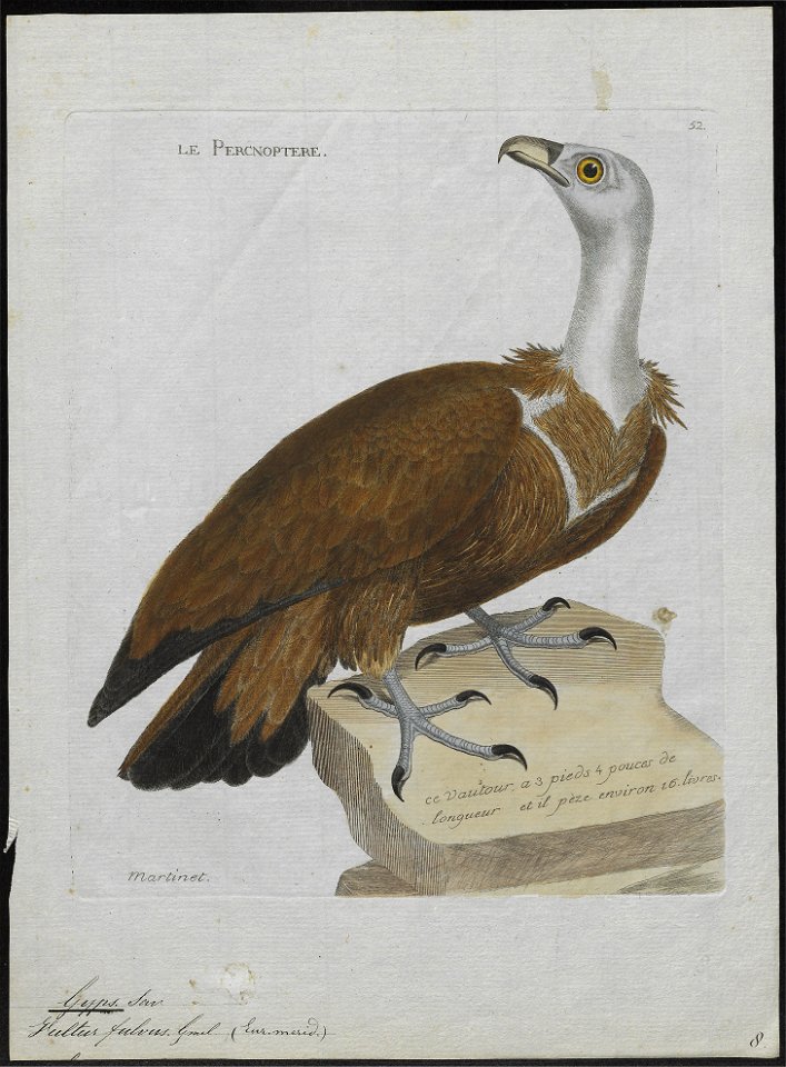 Gyps fulvus - 1790-1796 - Print - Iconographia Zoologica - Special Collections University of Amsterdam - UBA01 IZ18100063