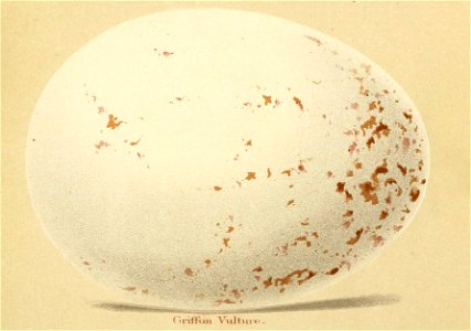 Gyps fulvus egg Seebohm 1896 Plate1. Free illustration for personal and commercial use.