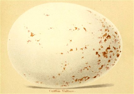 Gyps fulvus egg Seebohm 1896 Plate1