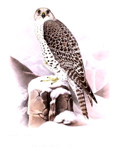 Gyrfalcon Wolf