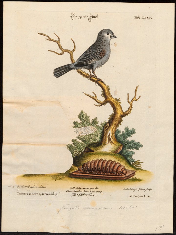Gyrinorhynchus spec. - 1700-1880 - Print - Iconographia Zoologica - Special Collections University of Amsterdam - UBA01 IZ16000173
