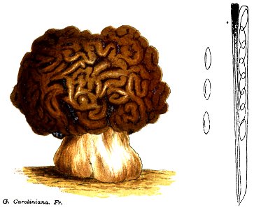 Gyromitra caroliniana
