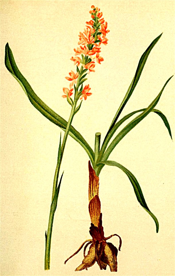 Gymnadenia odoratissima Atlas Alpenflora