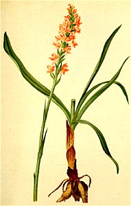 Gymnadenia odoratissima Atlas Alpenflora
