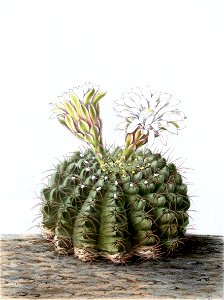 Gymnocalycium quehlianum BlKakteenT105