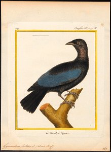 Gymnoderus foetidus - 1700-1880 - Print - Iconographia Zoologica - Special Collections University of Amsterdam - UBA01 IZ16600137
