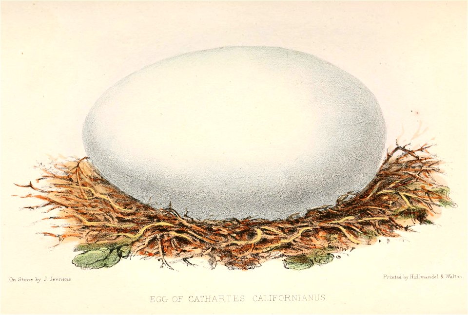 Gymnogyps californianus egg 1860
