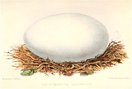 Gymnogyps californianus egg 1860