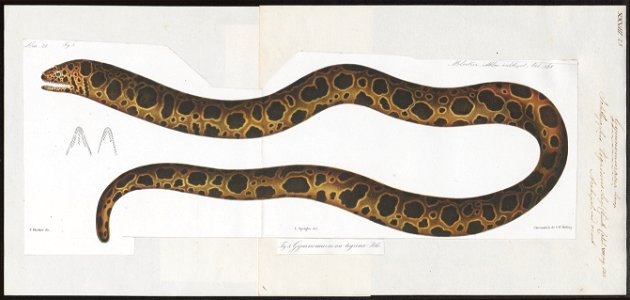 Gymnomuraena tigrina - 1864 - Print - Iconographia Zoologica - Special Collections University of Amsterdam - UBA01 IZ15300188