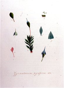 Gymnostomum pyriforme — Flora Batava — Volume v8. Free illustration for personal and commercial use.
