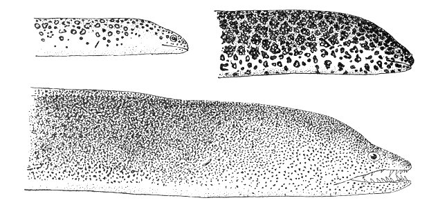 Gymnothorax pictus1