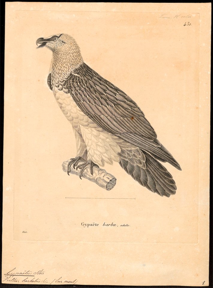 Gypaëtus barbatus - 1700-1880 - Print - Iconographia Zoologica - Special Collections University of Amsterdam - UBA01 IZ18100011