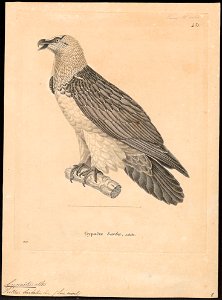 Gypaëtus barbatus - 1700-1880 - Print - Iconographia Zoologica - Special Collections University of Amsterdam - UBA01 IZ18100011