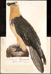 Gypaëtus barbatus - 1800-1812 - Print - Iconographia Zoologica - Special Collections University of Amsterdam - UBA01 IZ18100027