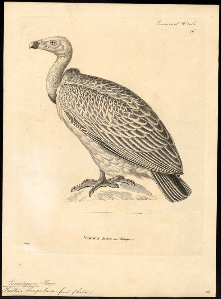 Gyps bengalensis - 1700-1880 - Print - Iconographia Zoologica - Special Collections University of Amsterdam - UBA01 IZ18100085