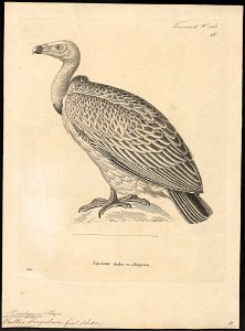Gyps bengalensis - 1700-1880 - Print - Iconographia Zoologica - Special Collections University of Amsterdam - UBA01 IZ18100085