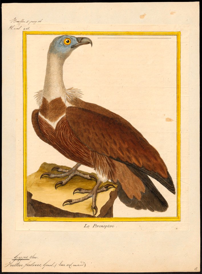 Gyps fulvus - 1700-1880 - Print - Iconographia Zoologica - Special Collections University of Amsterdam - UBA01 IZ18100061