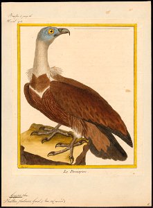 Gyps fulvus - 1700-1880 - Print - Iconographia Zoologica - Special Collections University of Amsterdam - UBA01 IZ18100061