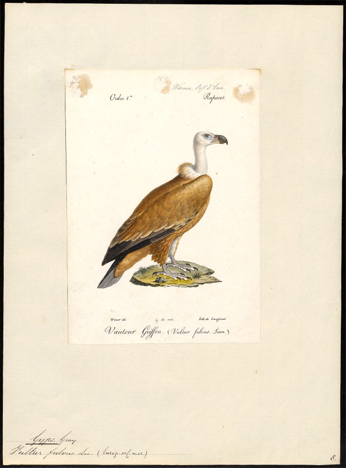 Gyps fulvus - 1842-1848 - Print - Iconographia Zoologica - Special Collections University of Amsterdam - UBA01 IZ18100067