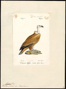 Gyps fulvus - 1842-1848 - Print - Iconographia Zoologica - Special Collections University of Amsterdam - UBA01 IZ18100067
