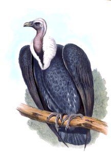 GypsBengalensisGould