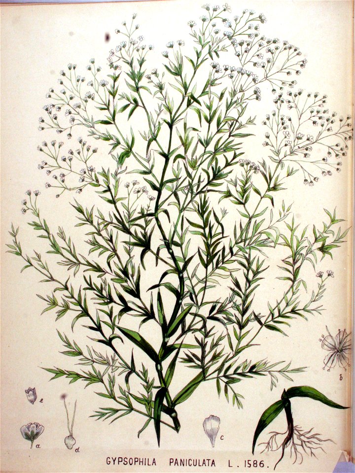 Gypsophila paniculata — Flora Batava — Volume v20