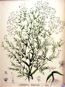 Gypsophila paniculata — Flora Batava — Volume v20